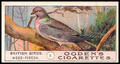 5 Wood Pigeon